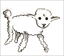 sheep-1