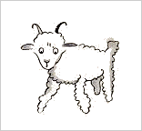 sheep-2
